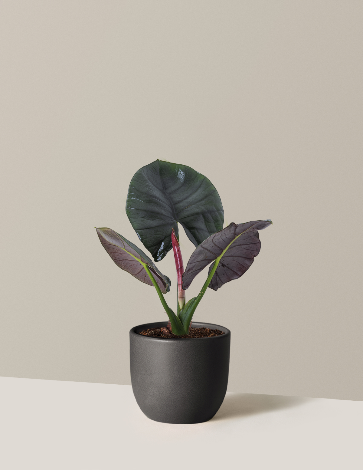 Alocasia Silver Velvet