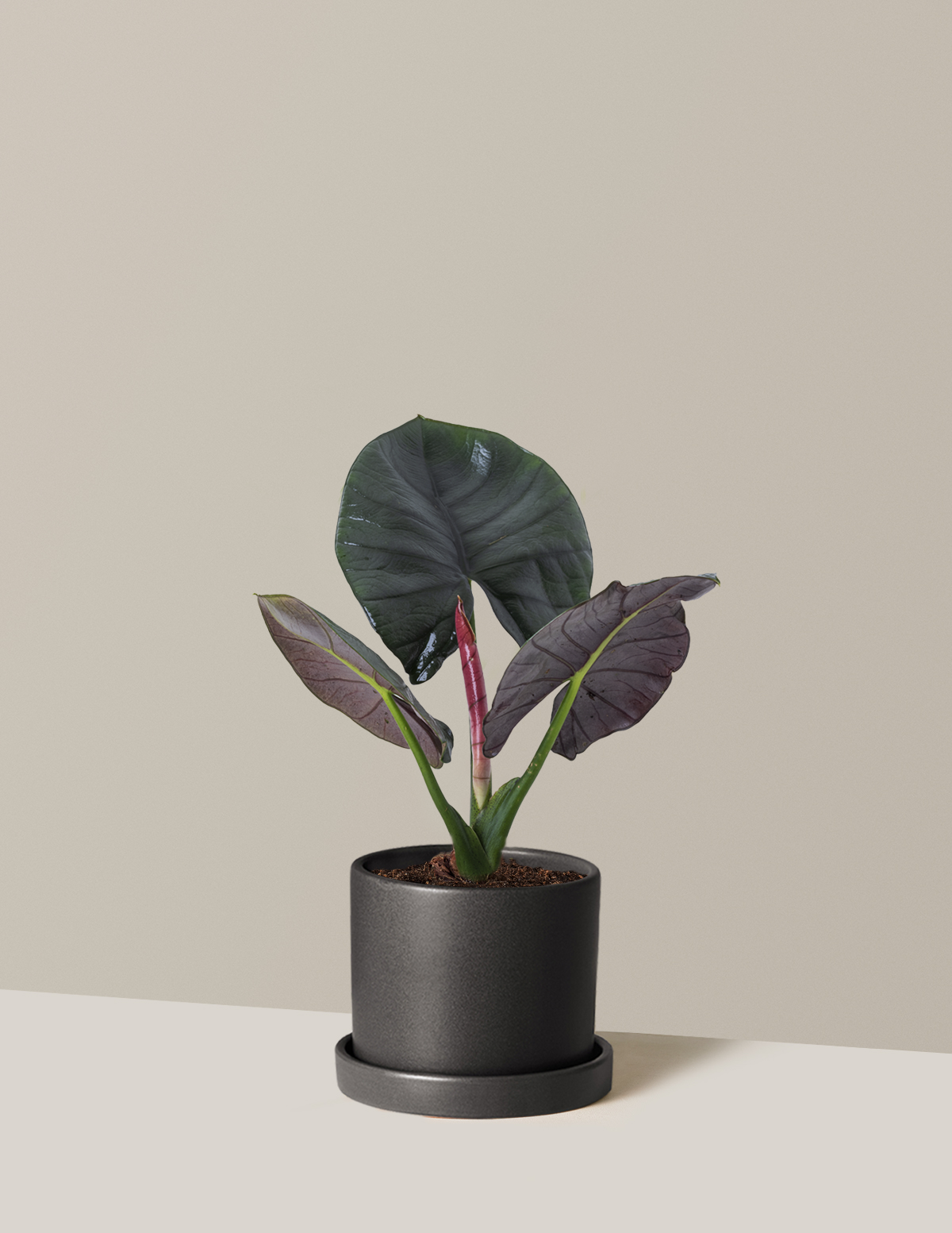 Alocasia Silver Velvet
