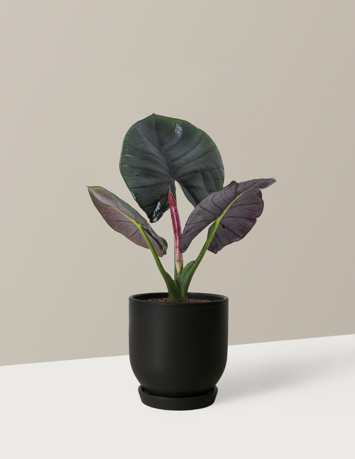Alocasia Silver Velvet