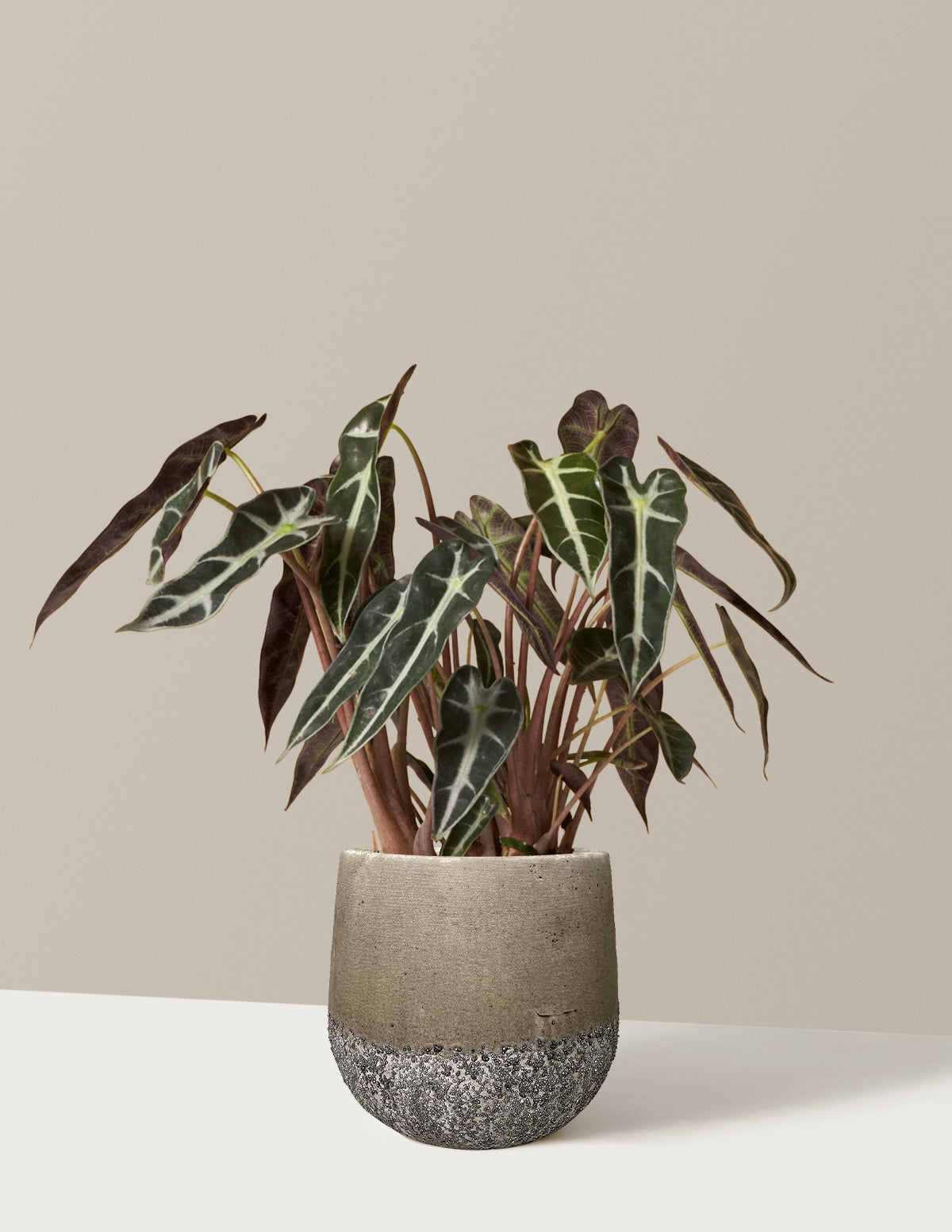 Alocasia Bambino