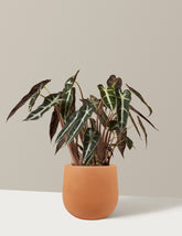 Alocasia Bambino