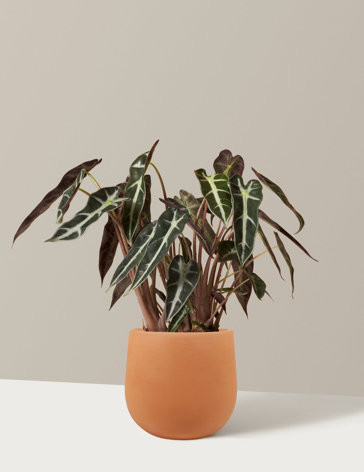 bundle | Small | Raven | Terracotta