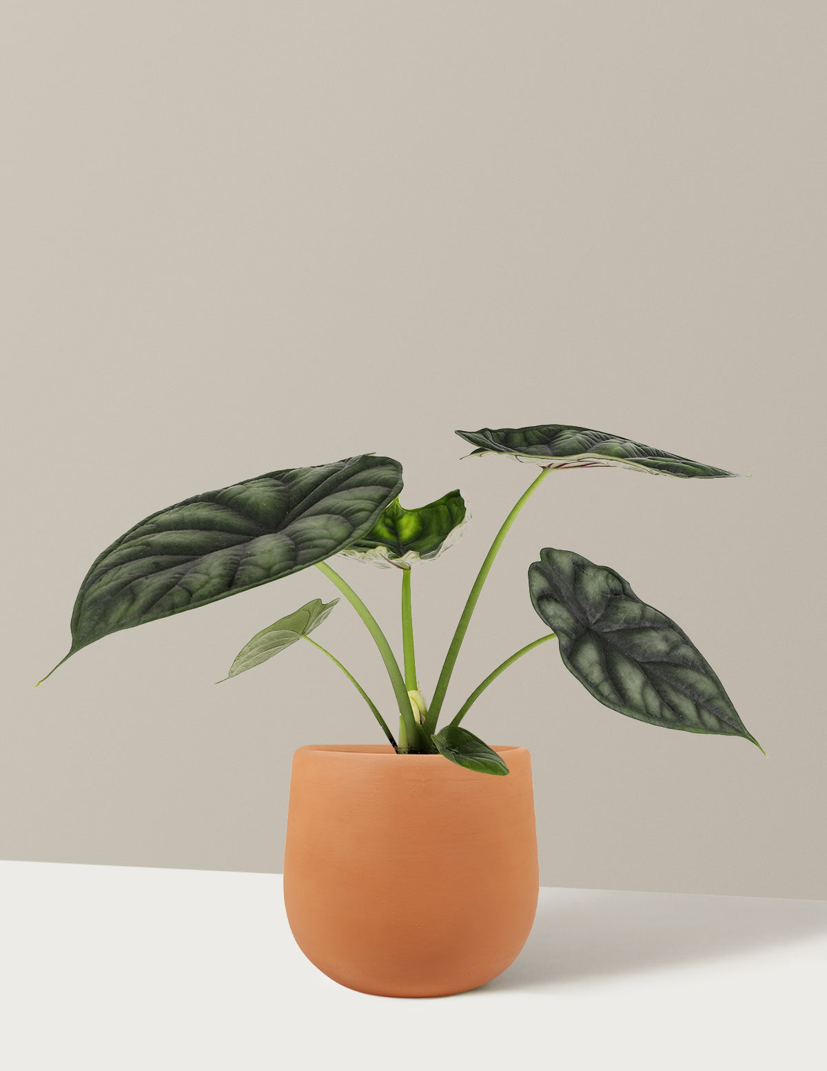 Alocasia Dragon Scale