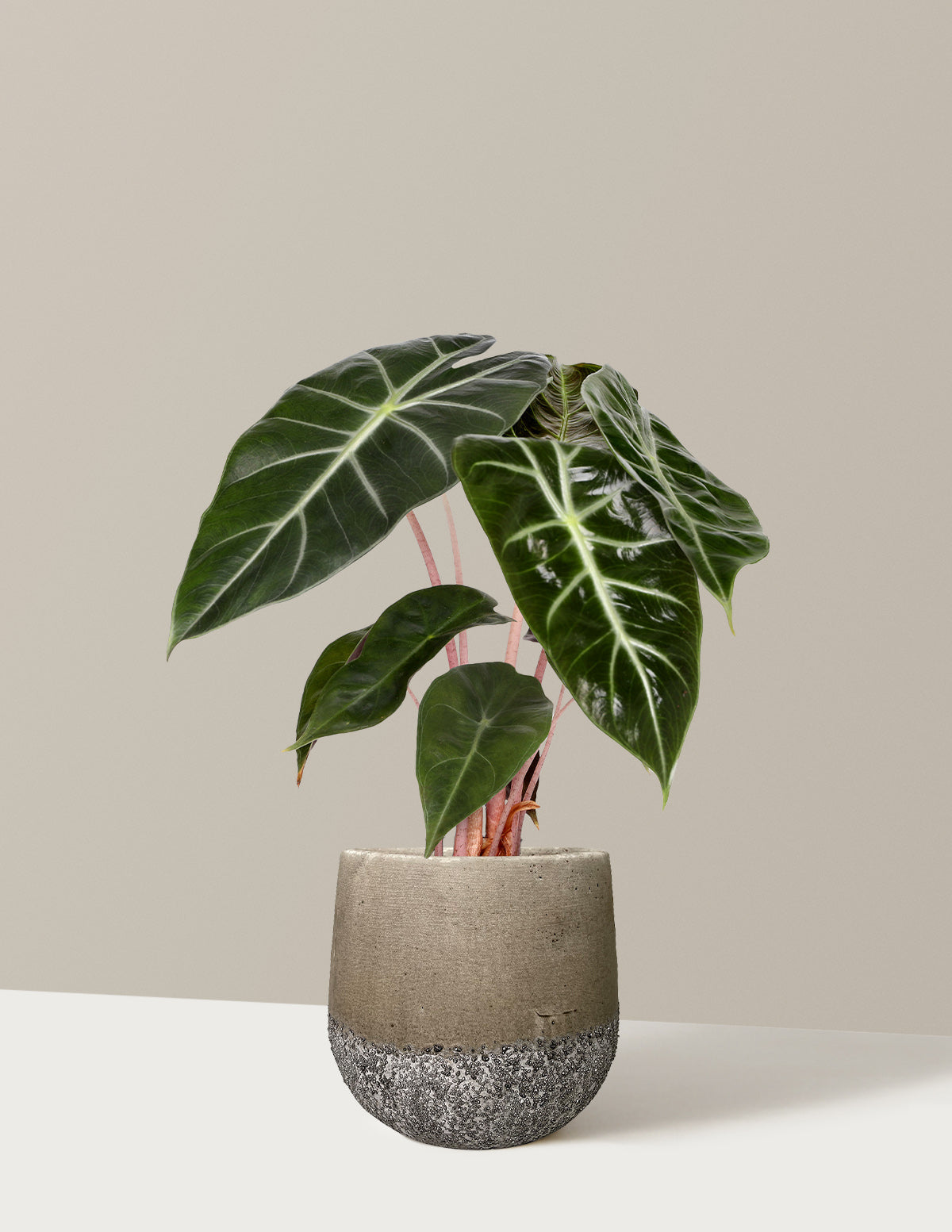 Alocasia Pink Princess