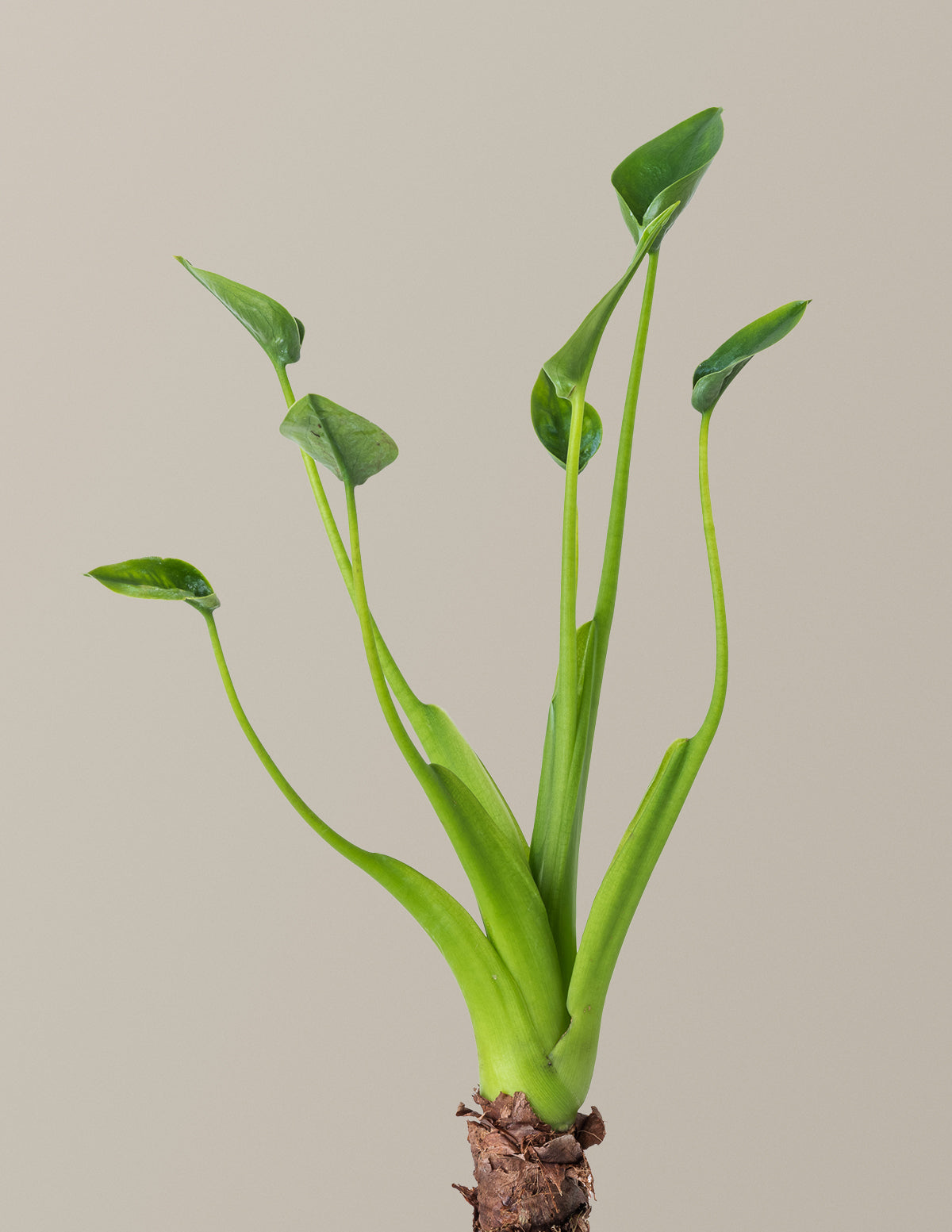 care for tiny dancers elephant ear plant alocasia buddha palm Alocasia Tiny Dancer