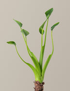 Alocasia Tiny Dancer