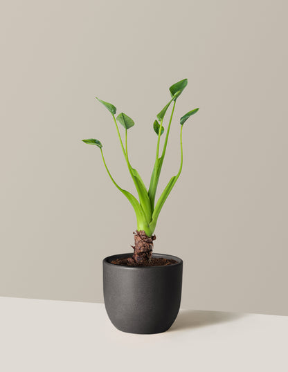 Alocasia Tiny Dancer