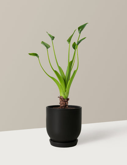 Alocasia Tiny Dancer