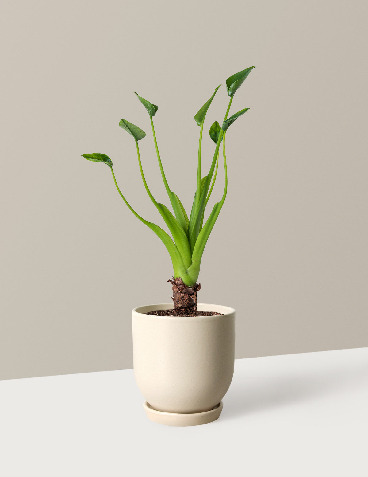 Alocasia Tiny Dancer