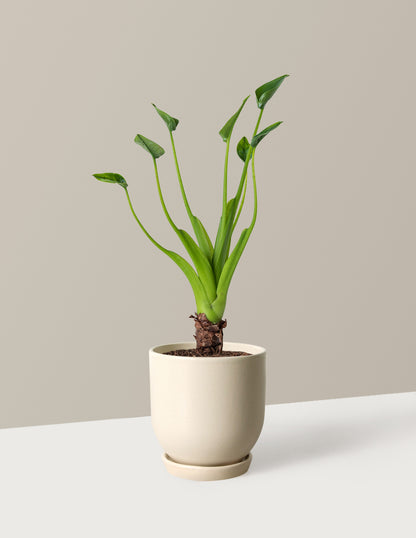 Alocasia Tiny Dancer