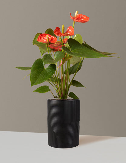 anthurium rouge chat Coral Anthurium (Anthurium Andraeanum) | Houseplants for Delivery