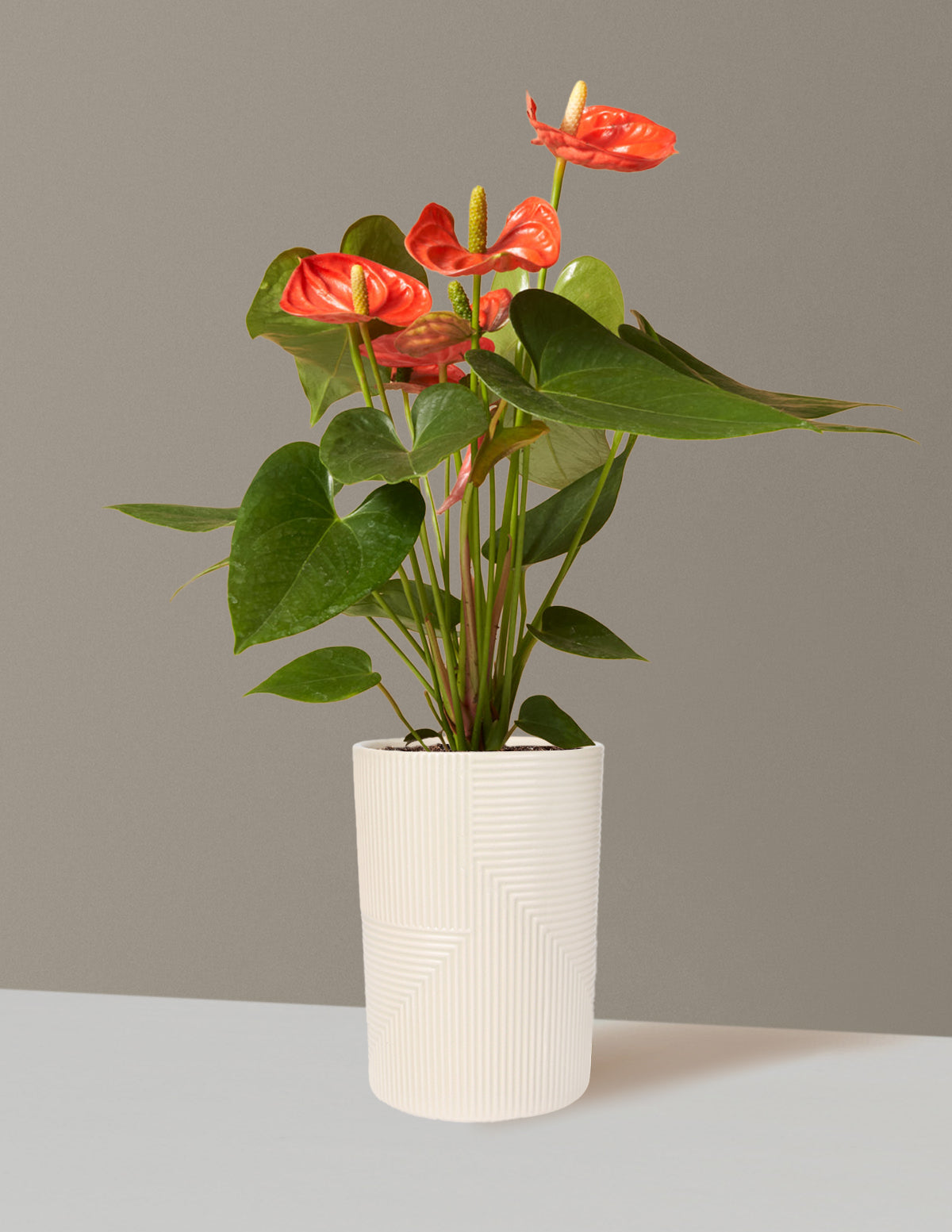anthurium compacta Coral Anthurium Houseplant with Planter - Small (12"-16" tall) Stone Planter