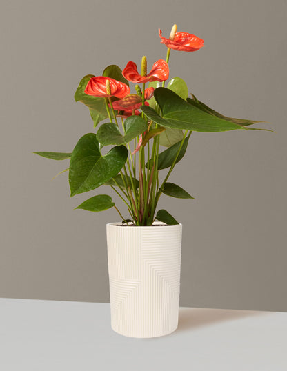 anthurium andraeanum cura Coral Anthurium Houseplant with Planter - Small (12"-16" tall) Stone Planter