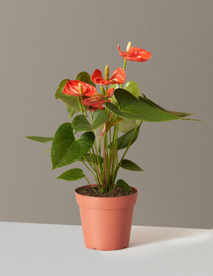 anthurium prince of red pp Coral Anthurium Houseplant with Planter - Small (12"-16" tall) Stone Planter