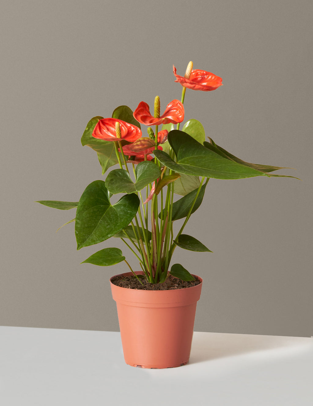 bundle | Small | Grow Pot