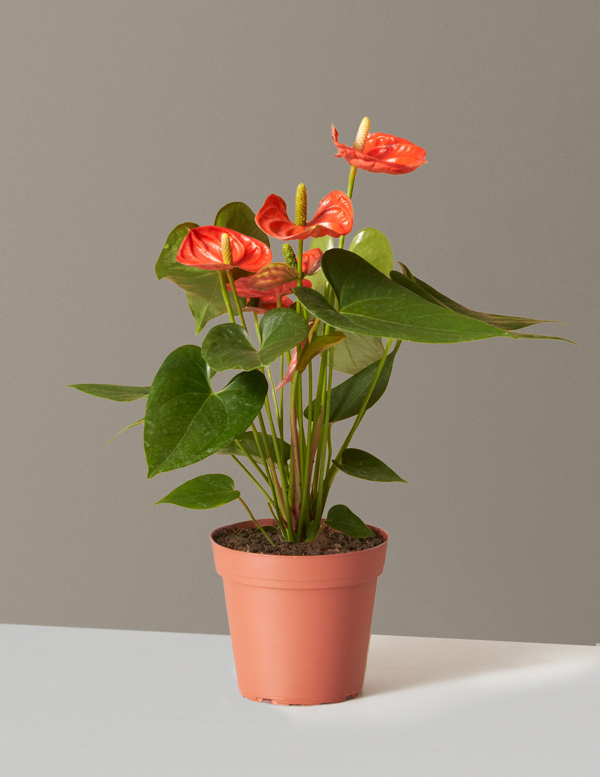 Coral Anthurium Houseplant with Planter - Small (12