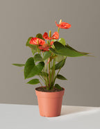 bundle | Small | Grow Pot