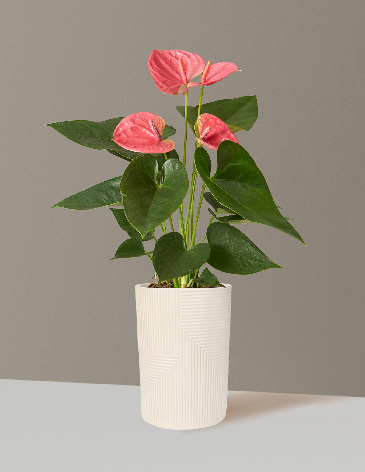 Pink Anthurium