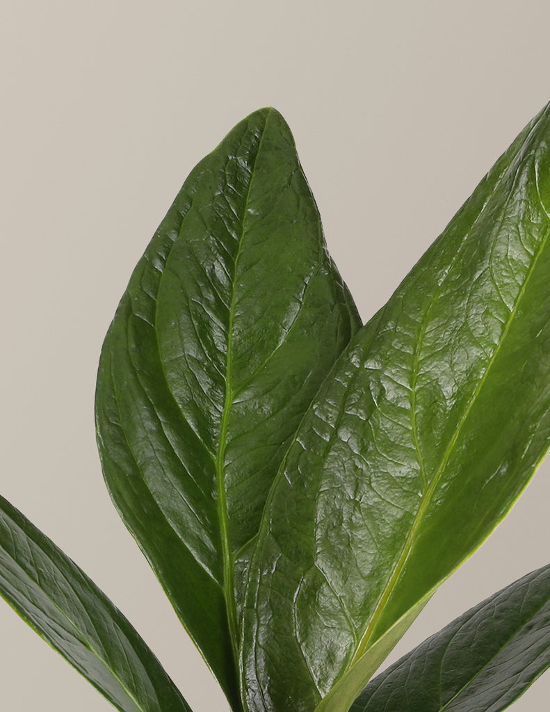 Anthurium Plowmanii