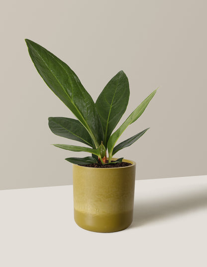 Anthurium Plowmanii