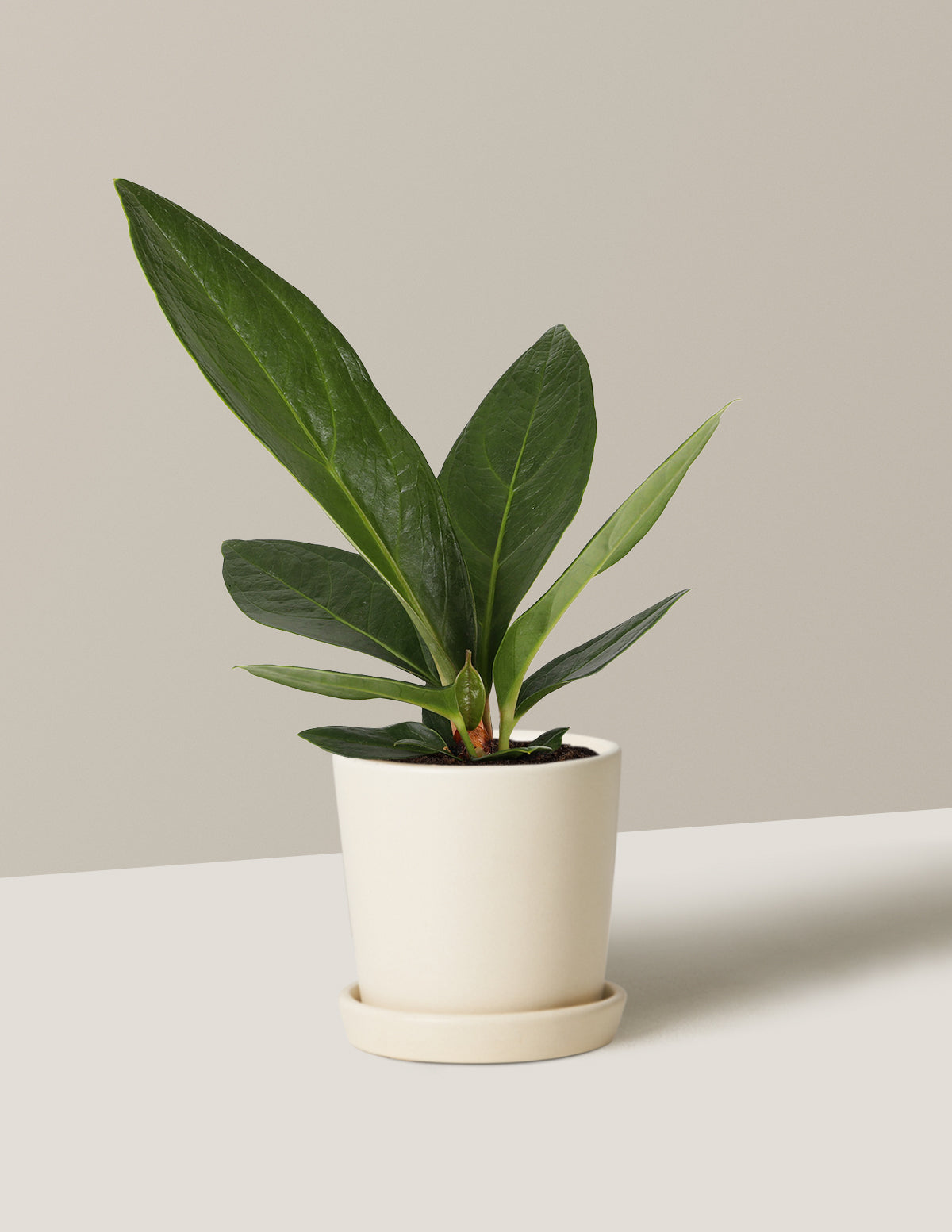 Anthurium Plowmanii
