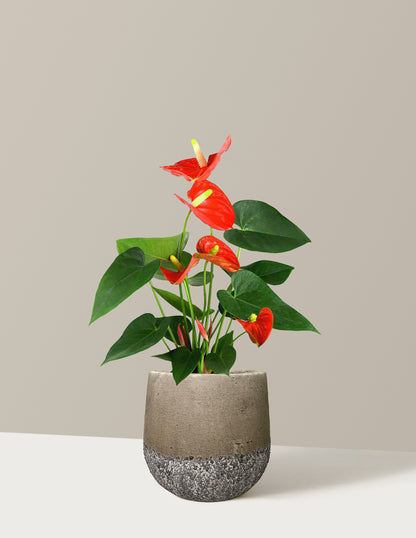 Coral Anthurium