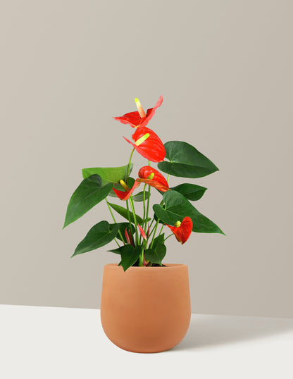 Coral Anthurium