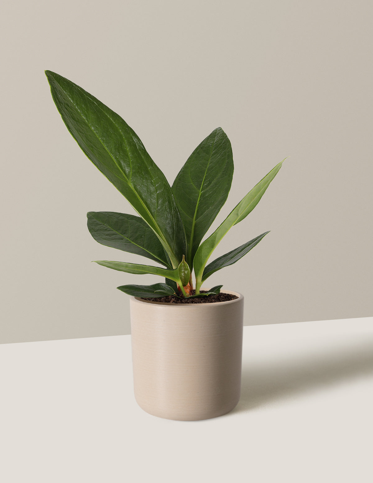 Anthurium Plowmanii