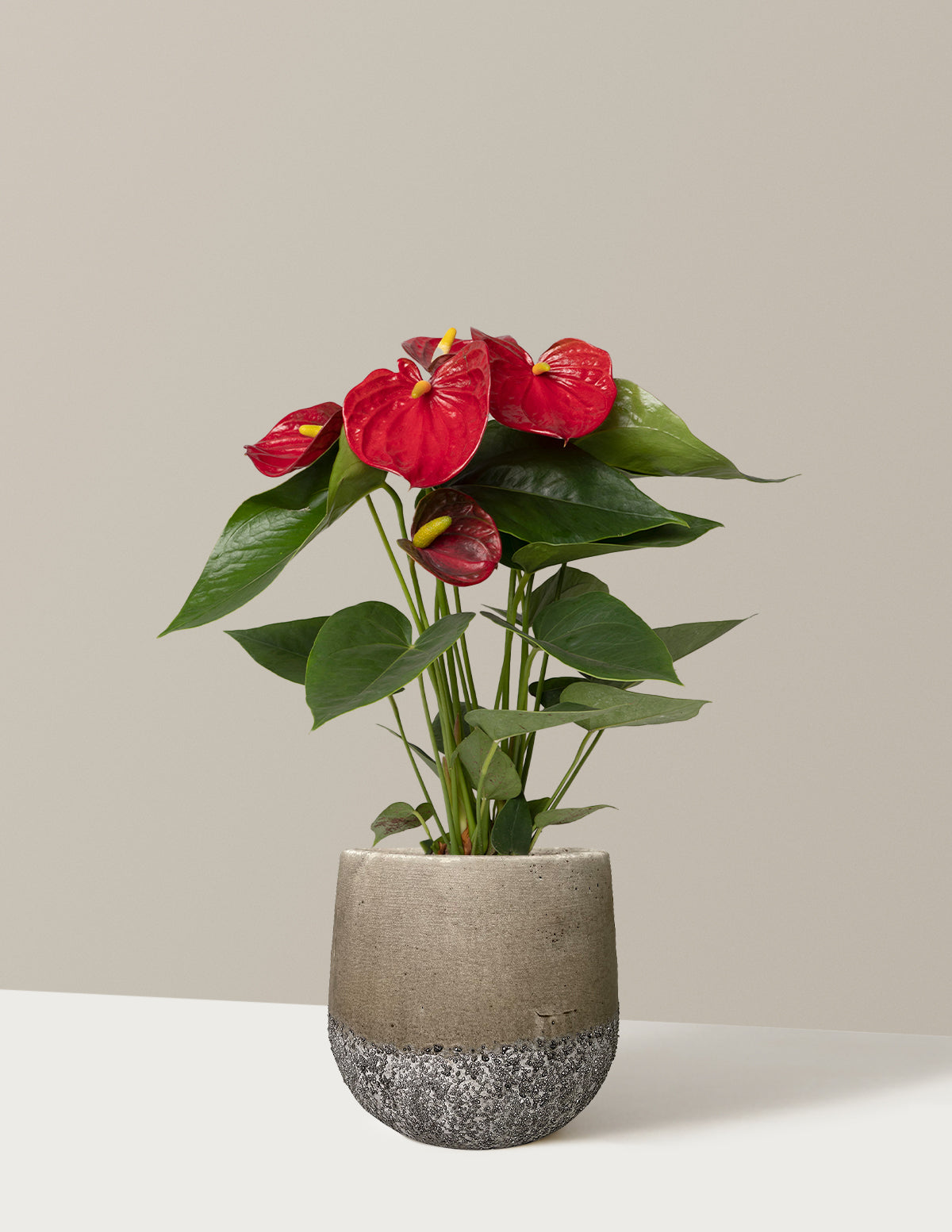 Red Anthurium