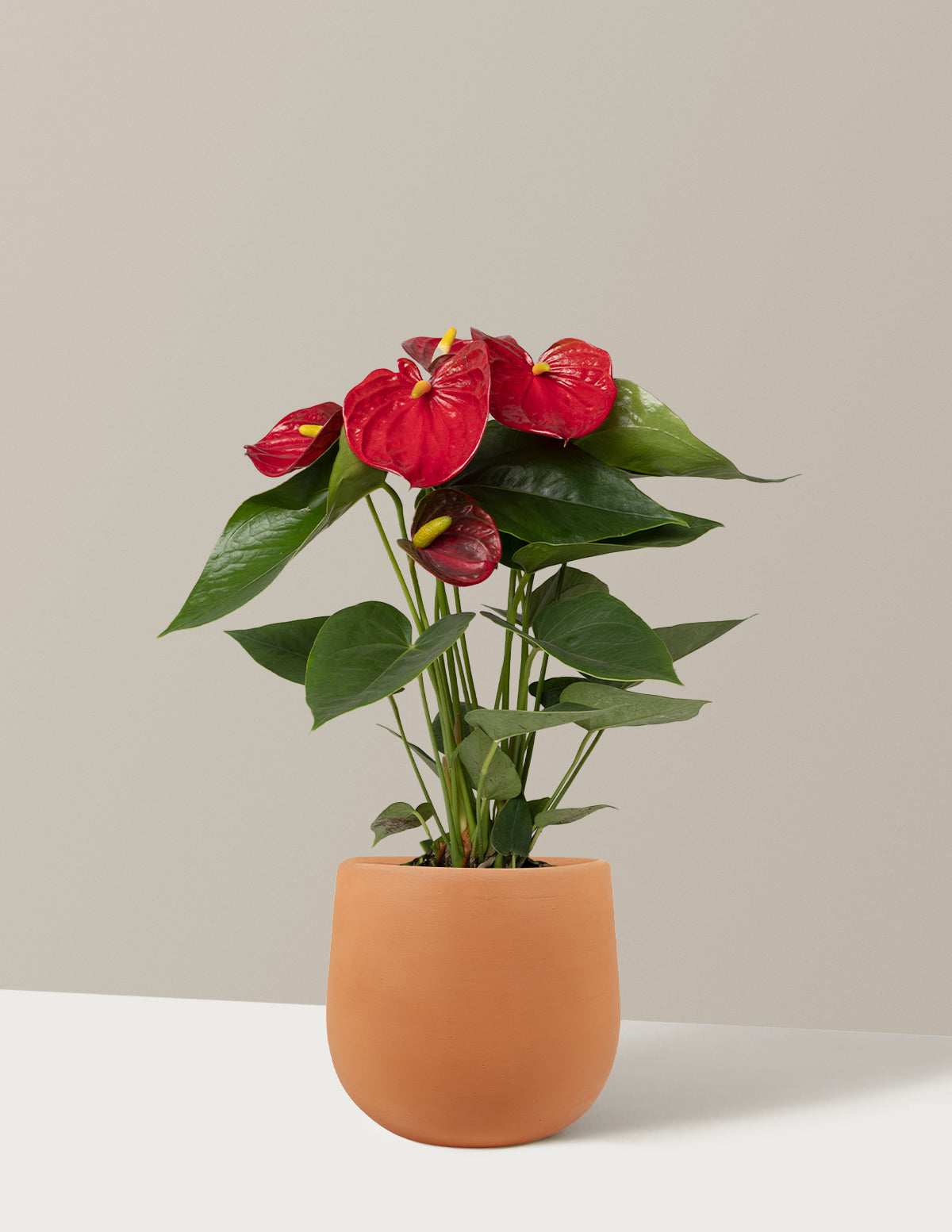 Red Anthurium