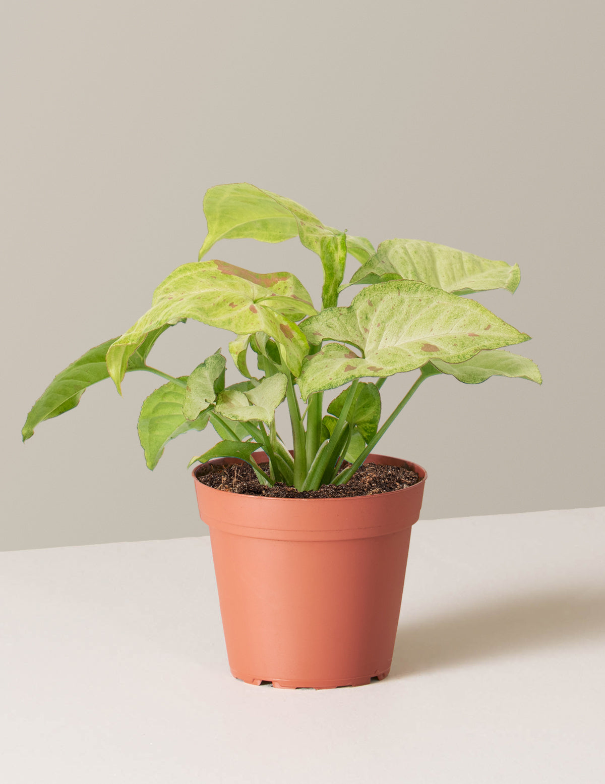 bundle | Small | Grow Pot