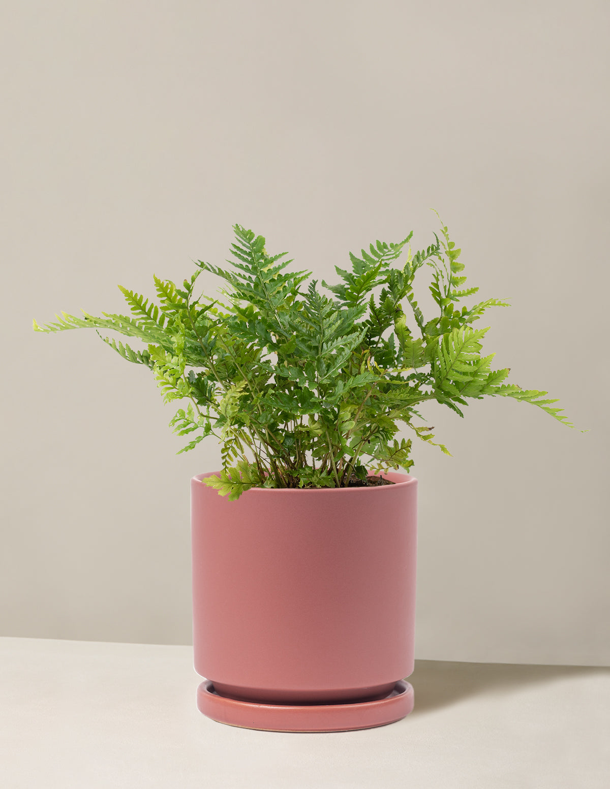 Japanese Shield Fern