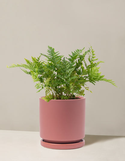 Japanese Shield Fern