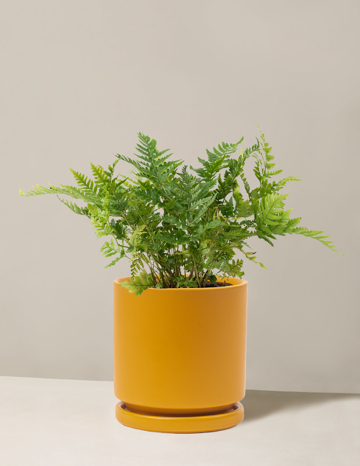 Japanese Shield Fern