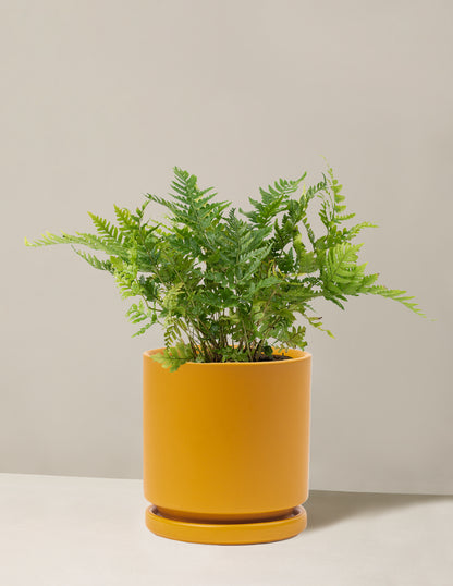 Japanese Shield Fern