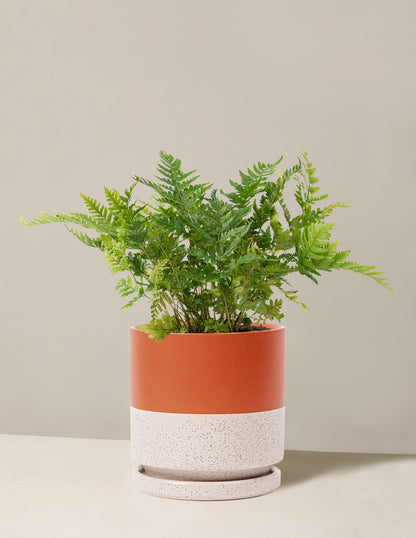 Japanese Shield Fern