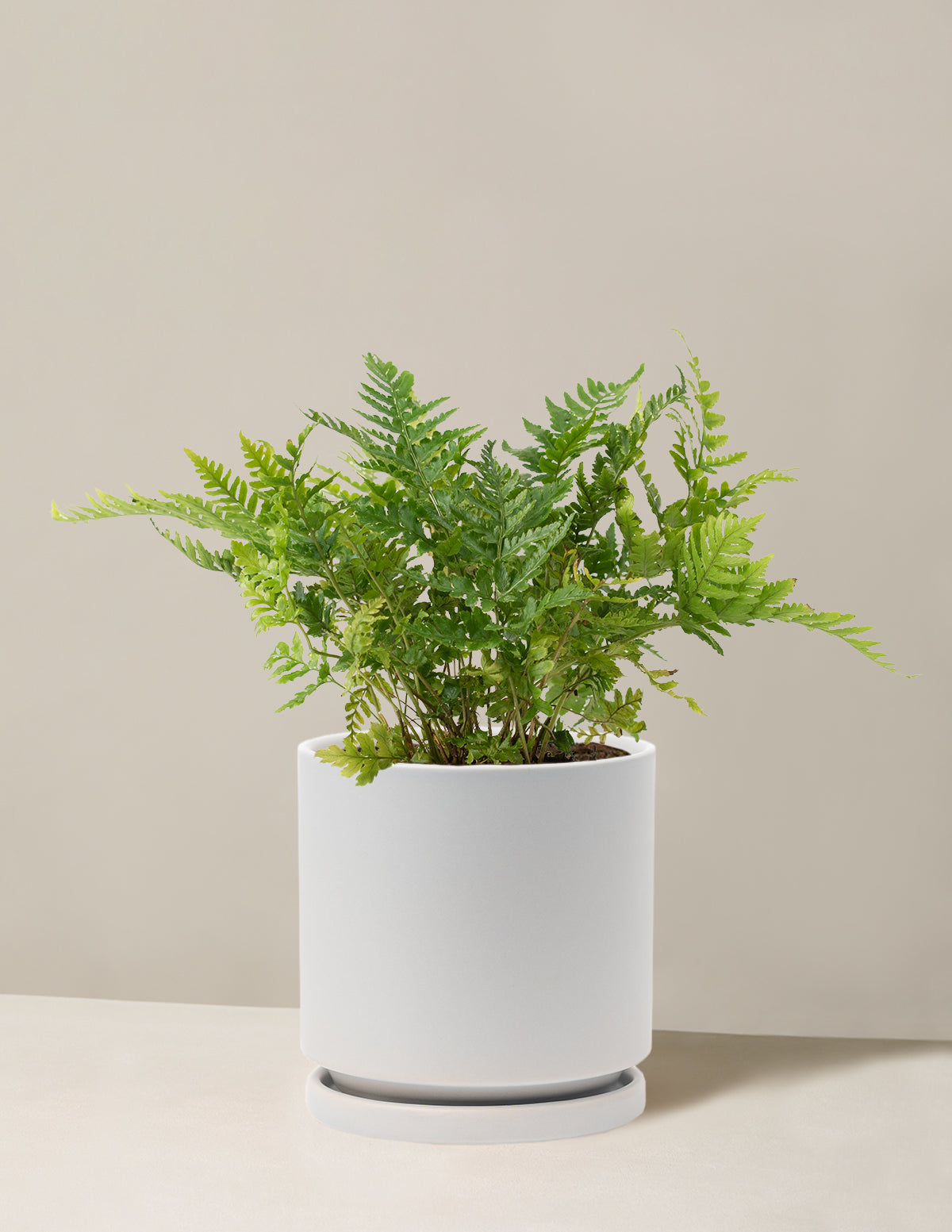 Japanese Shield Fern