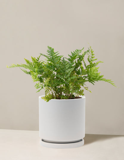 Japanese Shield Fern
