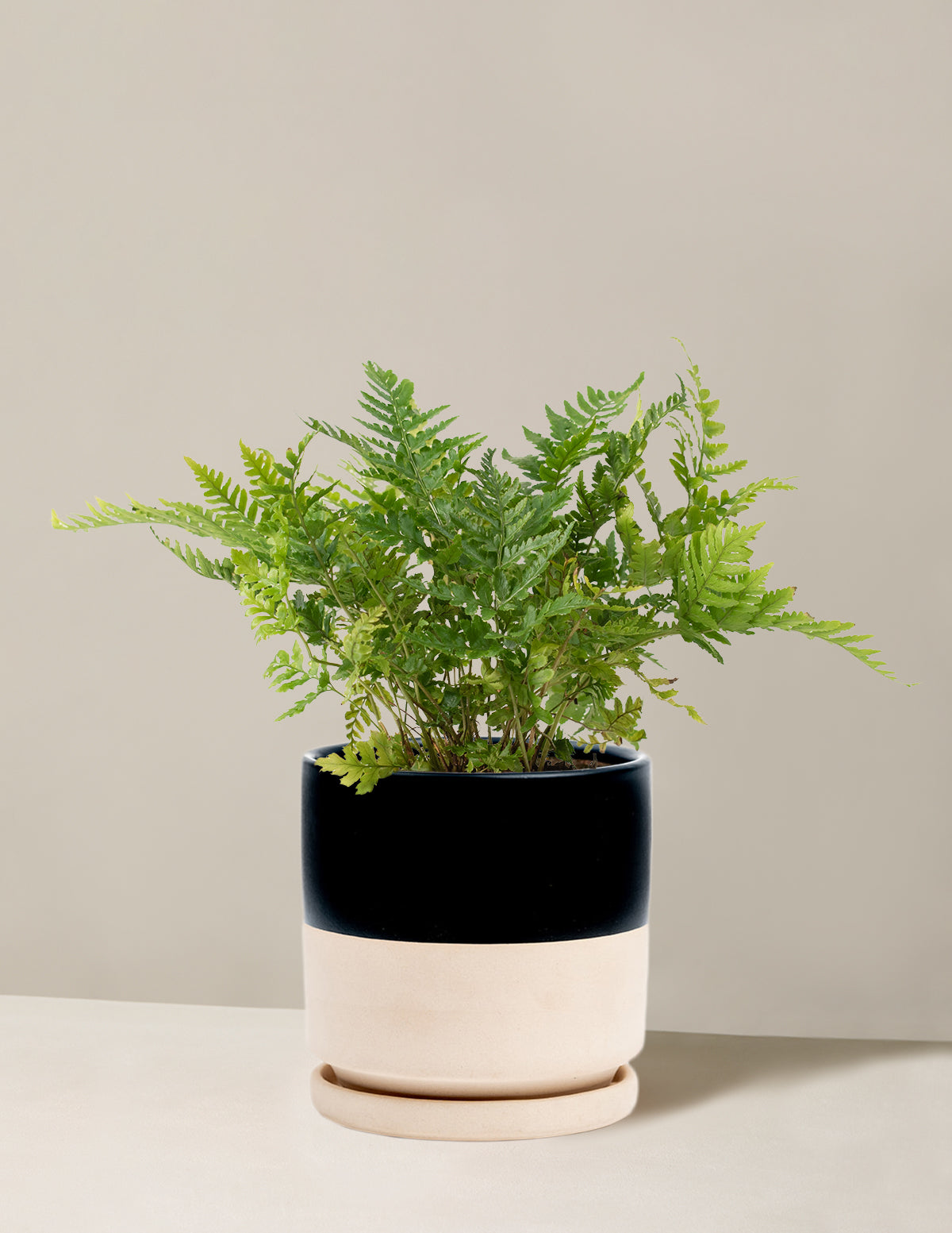 Japanese Shield Fern
