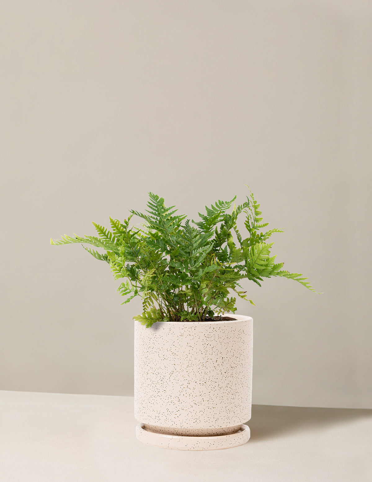 Japanese Shield Fern
