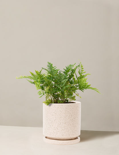 Japanese Shield Fern