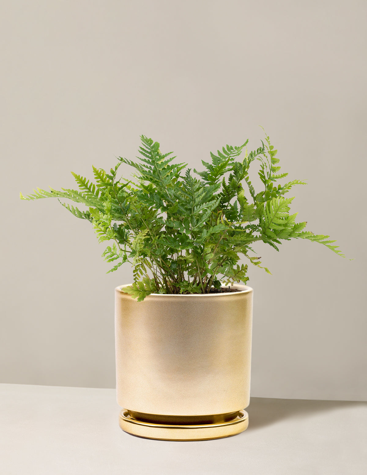 Japanese Shield Fern