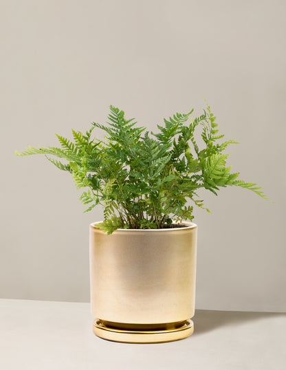 Japanese Shield Fern