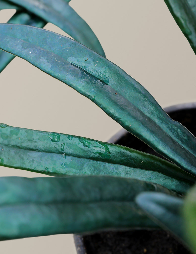 How to care for a Blue Oil Fern