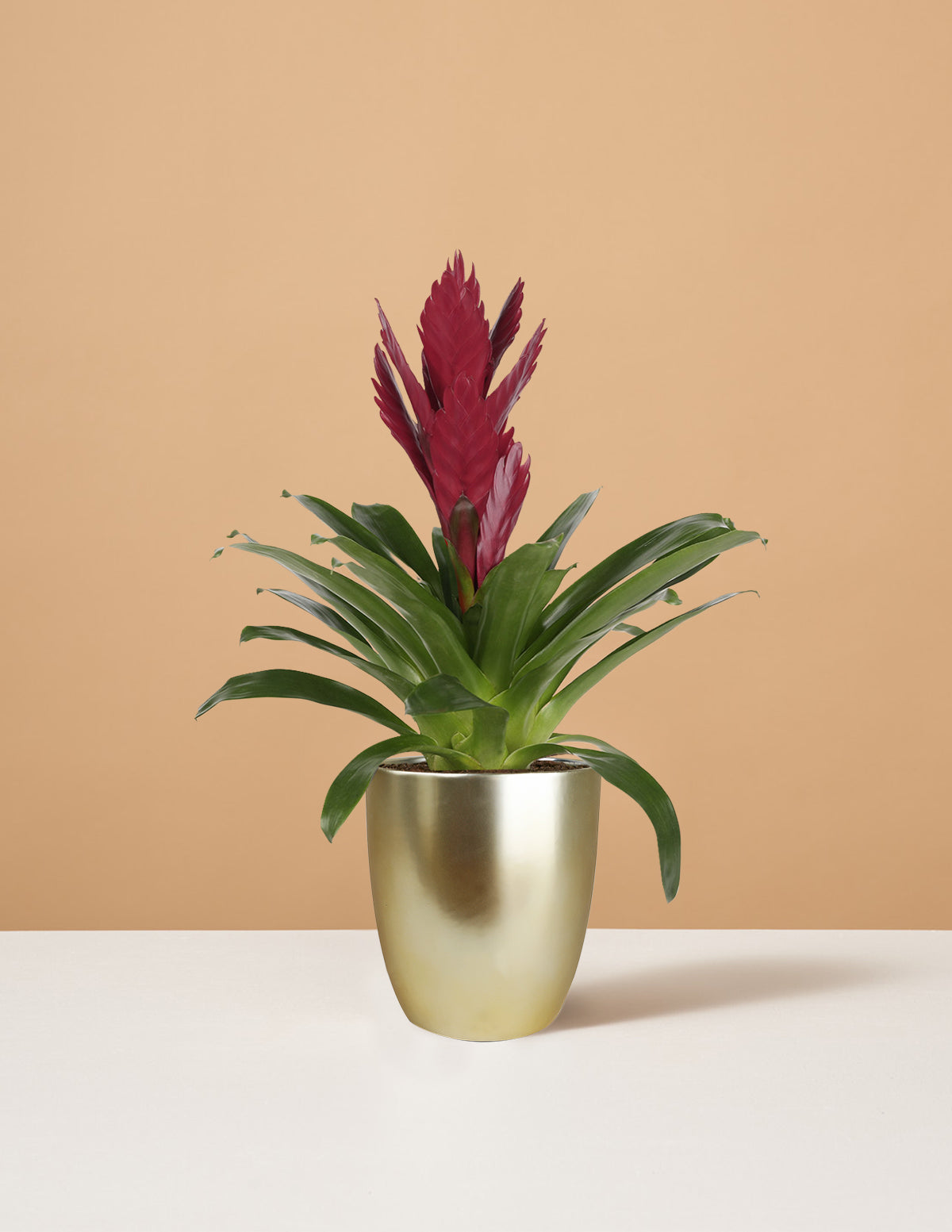 maroon indoor plant Bromeliad Vriesea ‘Albertina Maroon’ Houseplant with Planter - Small (tall) Gold Planter