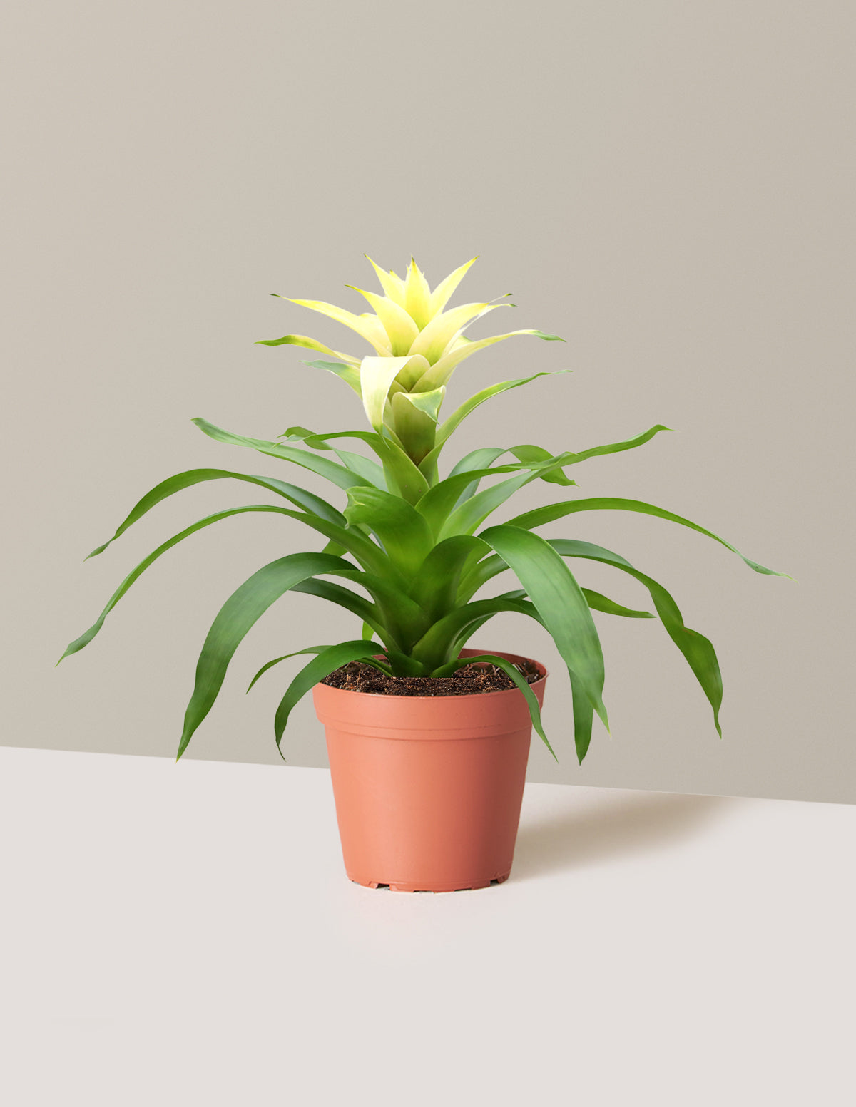 bromeliad plant pots Bromeliad Deseo White