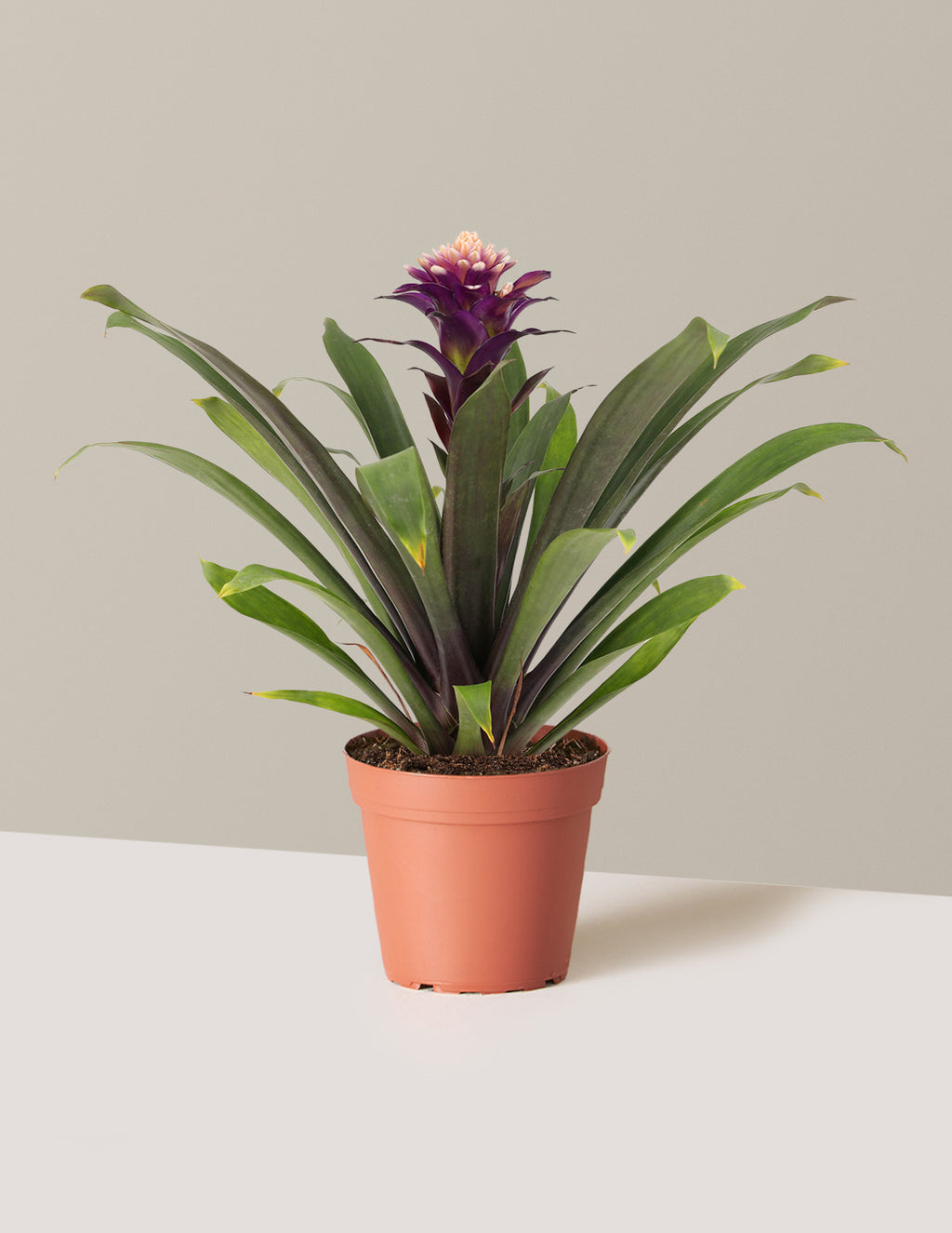 bundle | Small | Grow Pot