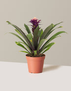 bundle | Small | Grow Pot