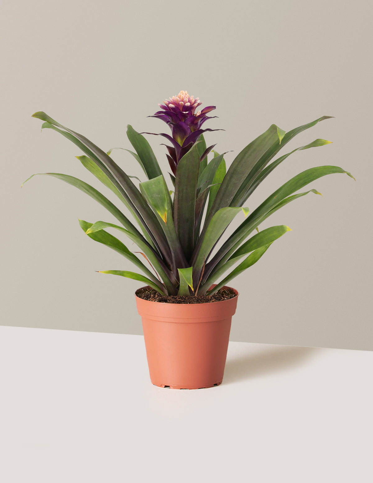 bundle | Small | Grow Pot