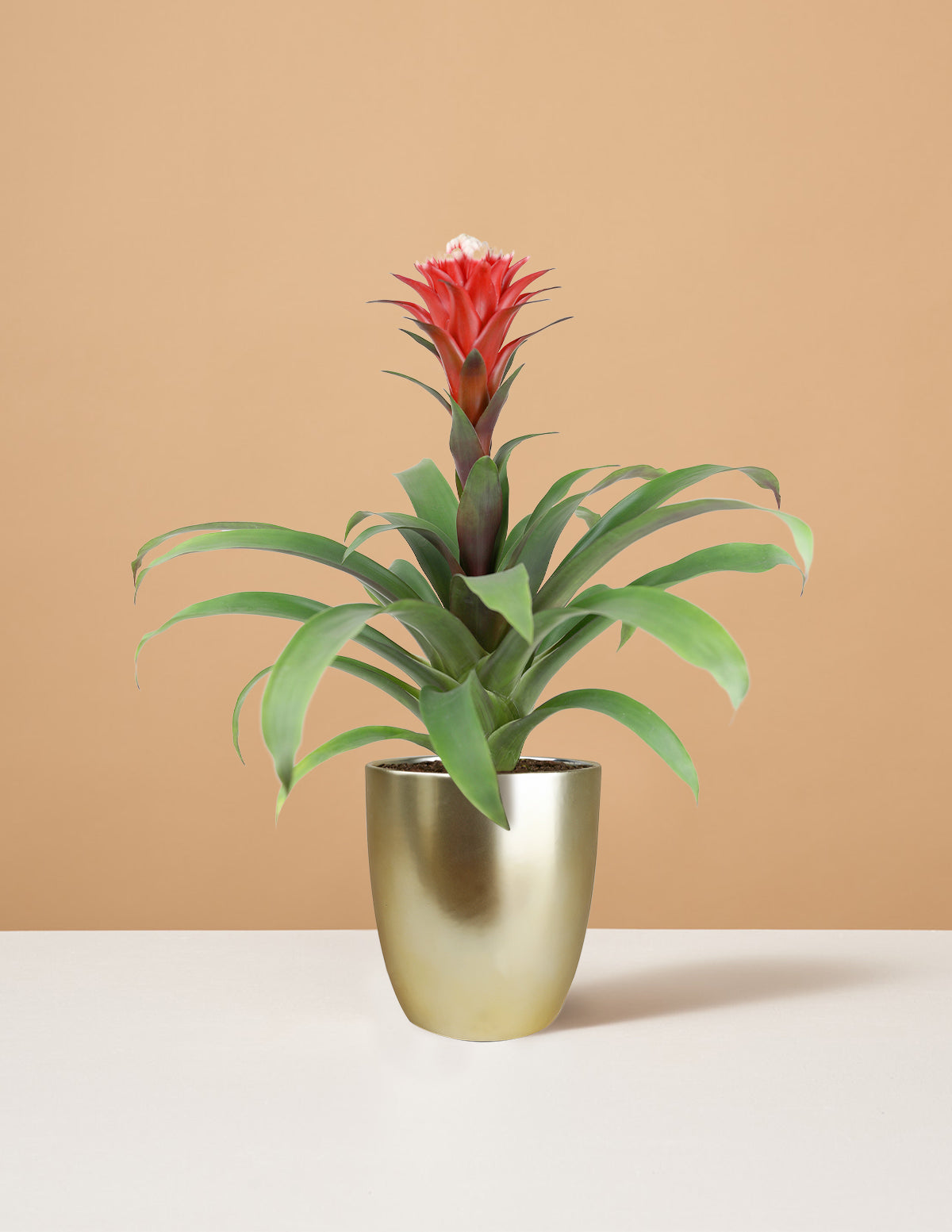 indoor house plant red flowers Bromeliad Red Guzmania Hope Houseplant - Small (14"-18" tall) Grow Pot